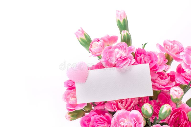 A florescência bonita do cravo cor-de-rosa floresce em um backgro branco imagens de stock A florescência bonita do cravo cor-de-rosa floresce em um backgro branco imagens de stock