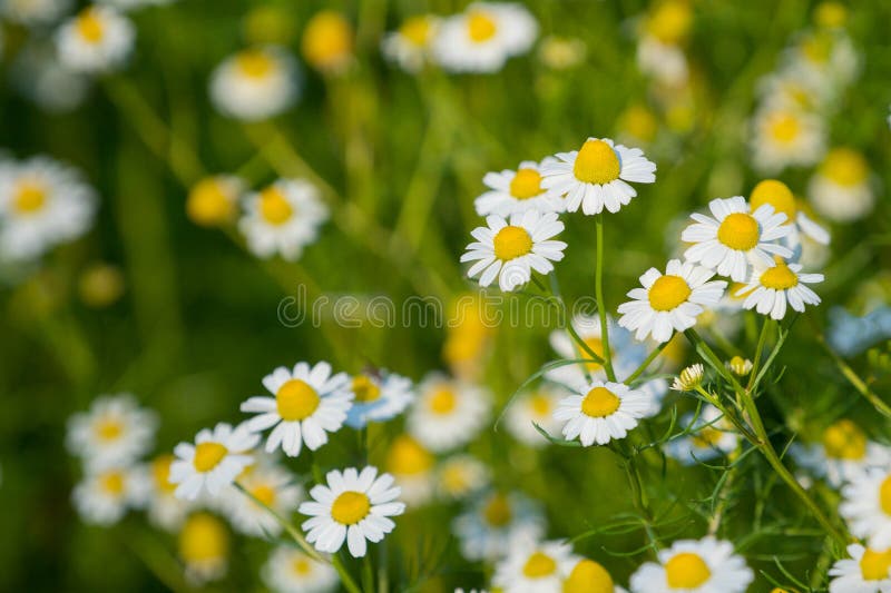 Florescência Camomila O campo de florescência da camomila, camomila floresce em um prado no verão imagem de stock royalty free Florescência Camomila O campo de florescência da camomila, camomila floresce em um prado no verão imagem de stock royalty free