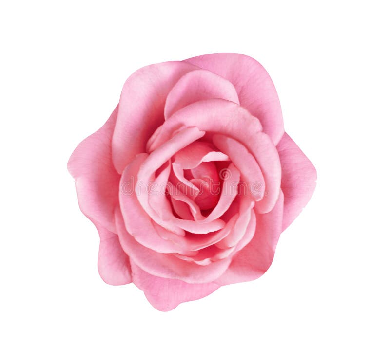 Florescência cor-de-rosa cor-de-rosa da vista superior ou roxa colorida das flores isolada no fundo branco com trajeto de grampea imagens de stock Florescência cor-de-rosa cor-de-rosa da vista superior ou roxa colorida das flores isolada no fundo branco com trajeto de grampea imagens de stock