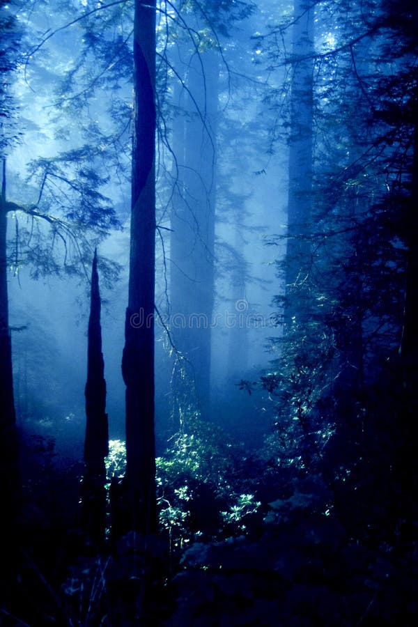 Floresta imagens de stock royalty free Floresta imagens de stock royalty free