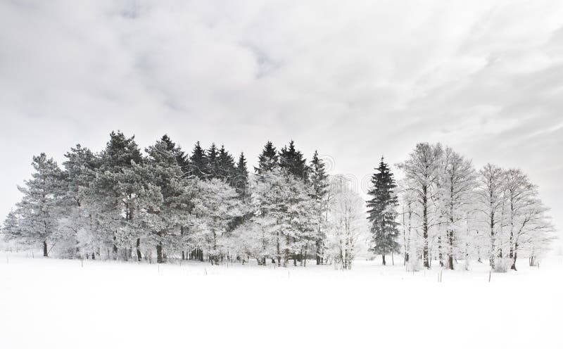 View of trees covered with snow and cloudy sky. Morning scene. View of trees covered with snow and cloudy sky. Morning scene.