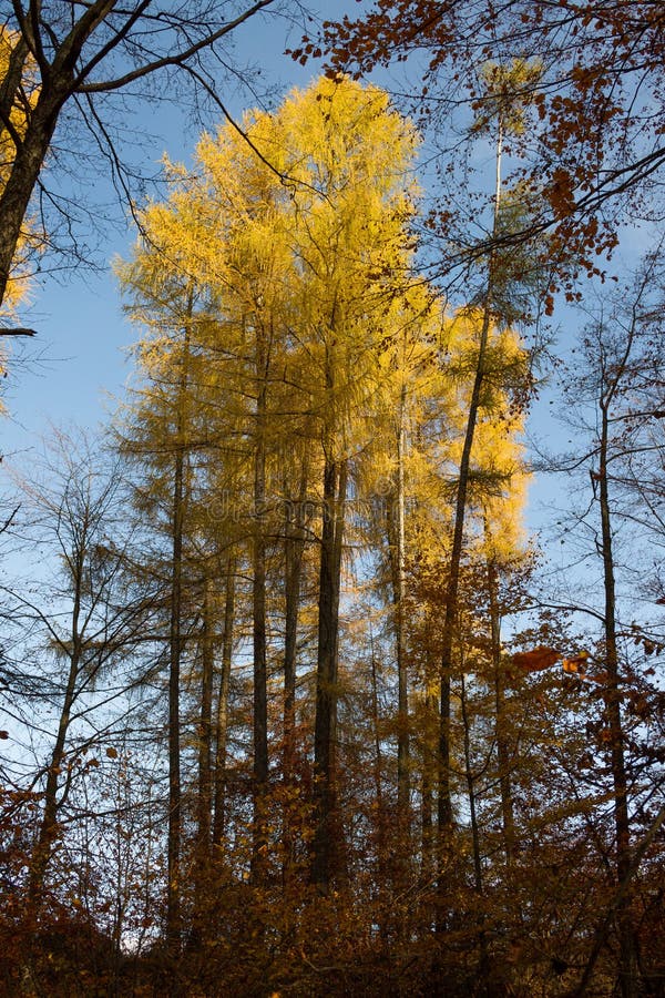 Floresta amarela
