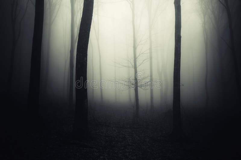 Download Floresta Assombrada De Dia Das Bruxas Na Noite Imagem de Stock - Imagem de assombrado, névoa: 99294155
