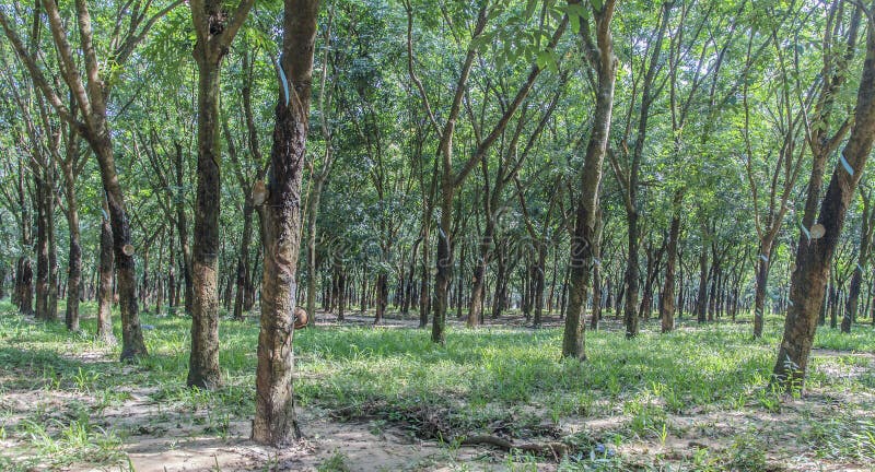 Floresta da árvore da borracha imagem de stock Floresta da árvore da borracha imagem de stock