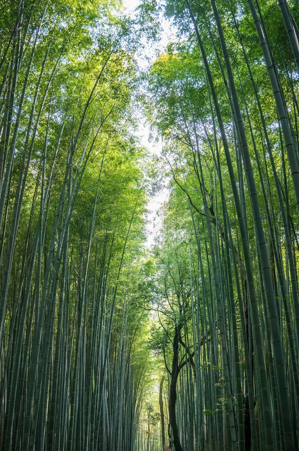 Floresta De Bambu Bonita No Distrito Touristy De Arashiyama Foto de