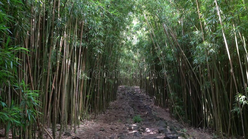 Floresta de bambu em Havaí