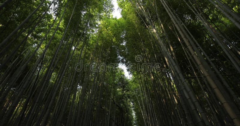 Floresta de bambu. grove de bambu de kyoto