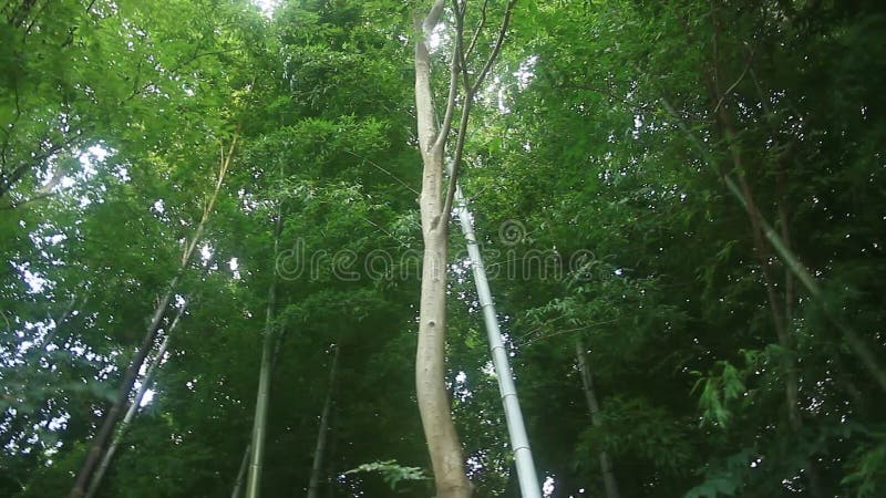 Floresta de bambu no parque de Takebayashi no Tóquio