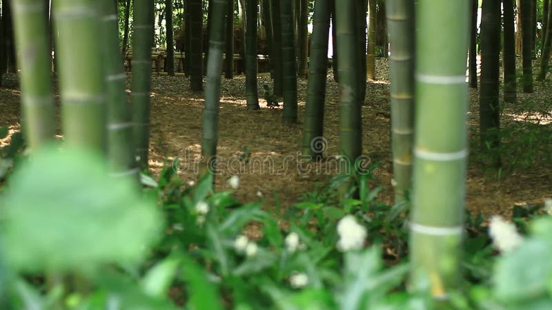 Floresta de bambu no parque de Takebayashi no Tóquio