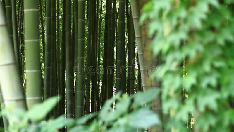 Floresta de bambu no parque de Takebayashi no Tóquio