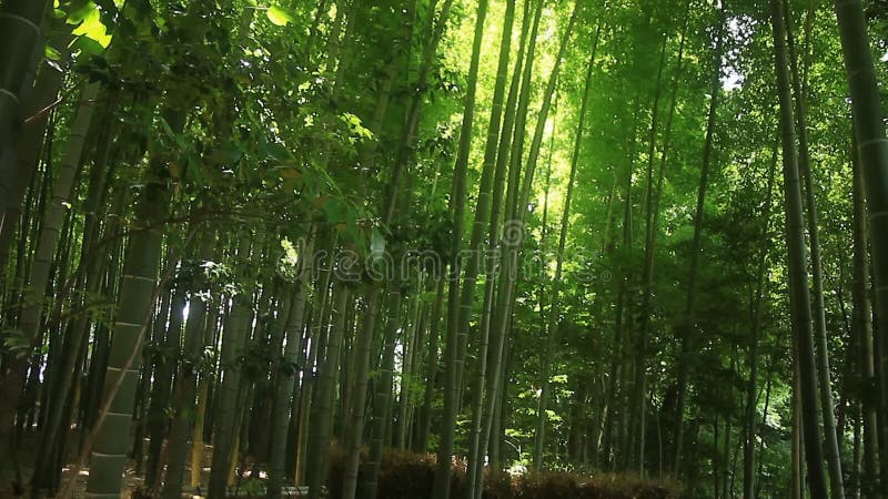 Floresta de bambu no parque de Takebayashi no Tóquio