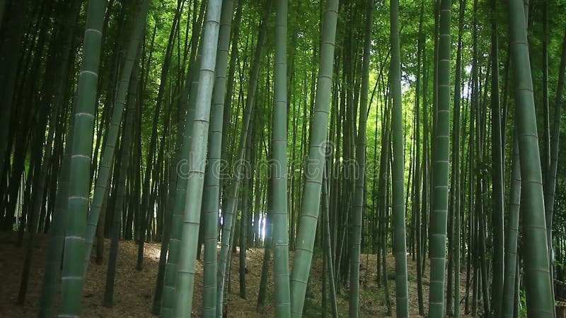 Floresta de bambu no parque de Takebayashi no Tóquio