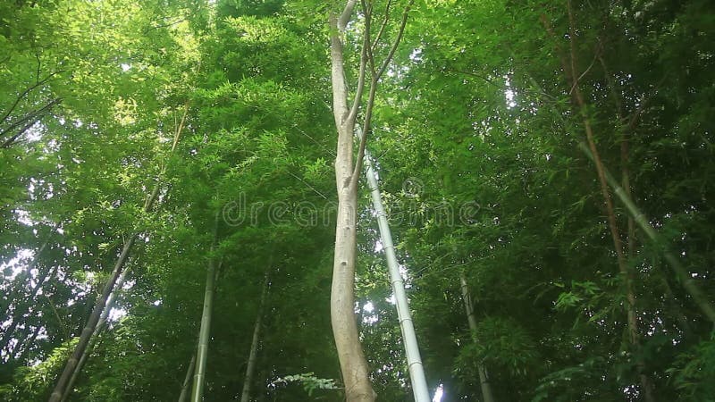 Floresta de bambu no parque de Takebayashi no Tóquio