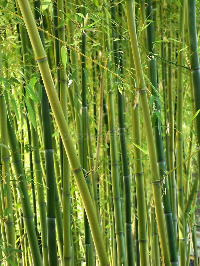 Floresta de bambu verde