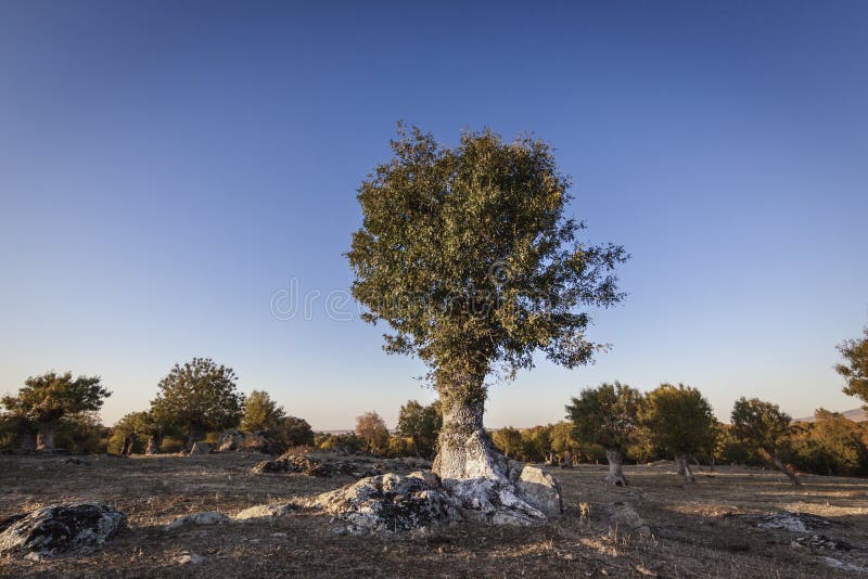 Pôr Do Sol No Parque Nacional De Guadarrama E Cimeira Do ...