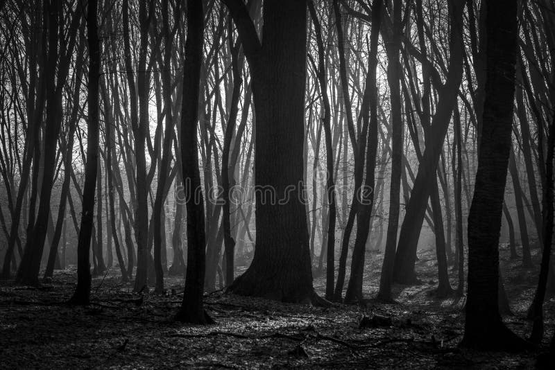 Hoia Baciu Forest - World Most Haunted Forest with a reputation for many intense paranormal activity and unexplained events. Inside Hoia Baciu Haunted Forest in Cluj-Napoca, Transylvania, Romania complexion characteristics worlds autumn black white bw dark darkness day fall fog foggy mist monochrome mysterious mystery nobody scary season tree weather winter woods. Hoia Baciu Forest - World Most Haunted Forest with a reputation for many intense paranormal activity and unexplained events. Inside Hoia Baciu Haunted Forest in Cluj-Napoca, Transylvania, Romania complexion characteristics worlds autumn black white bw dark darkness day fall fog foggy mist monochrome mysterious mystery nobody scary season tree weather winter woods