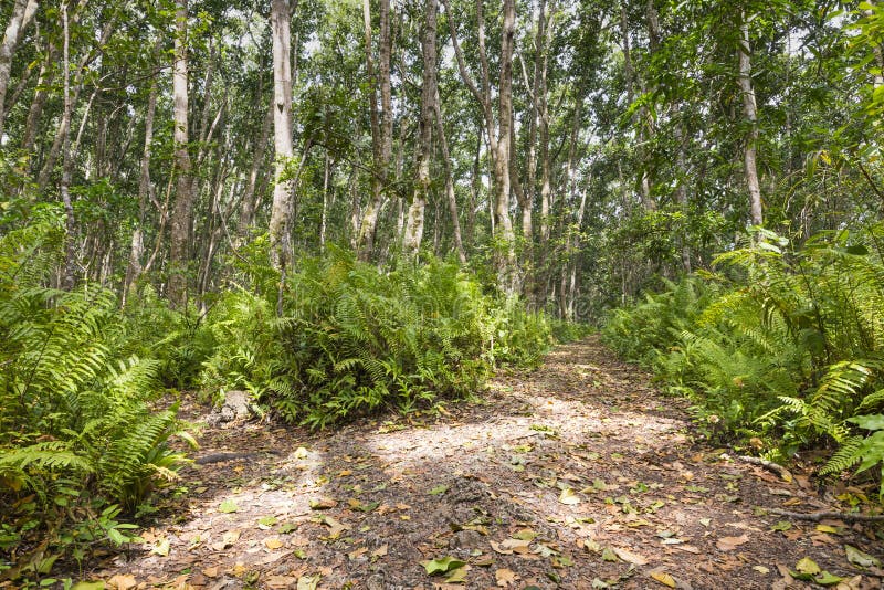 Jozani Forest, Zanzibar, in Tanzania. Jozani Forest, Zanzibar, in Tanzania.