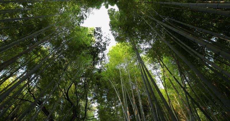 Floresta de kyoto bamboo