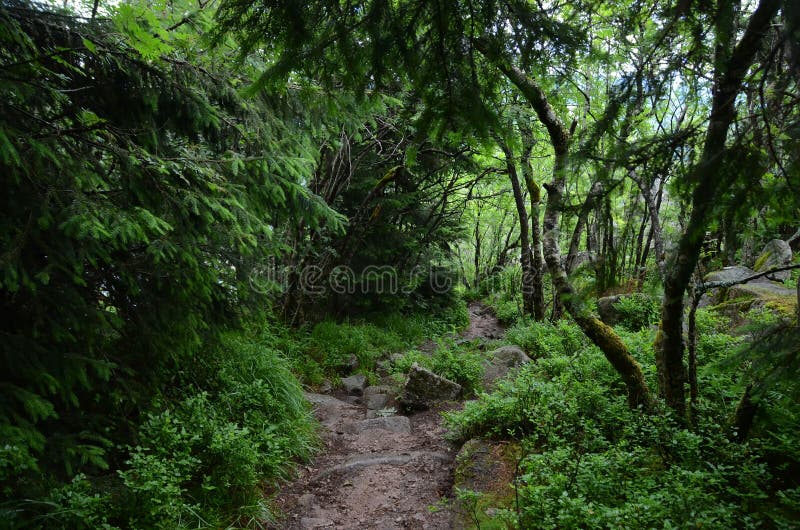 Floresta de Vosges foto de stock Floresta de Vosges foto de stock