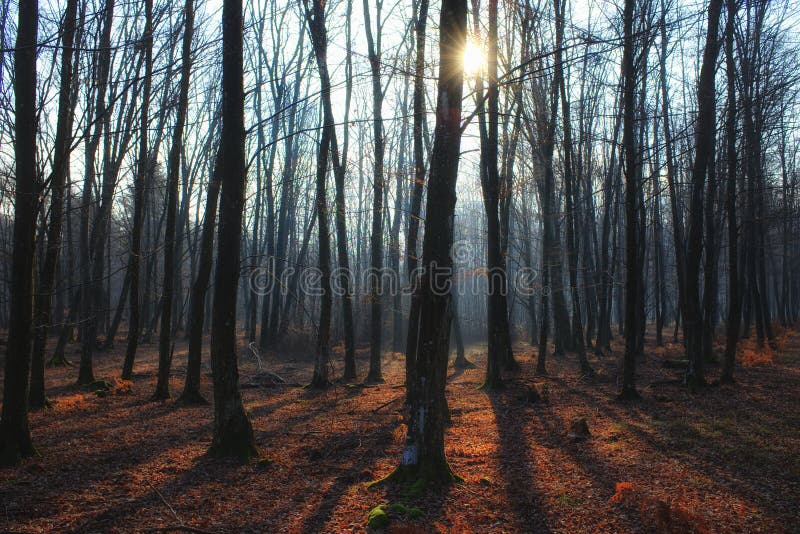 Floresta desencapada místico com névoa, sombras longas e raio de sol foto de stock Floresta desencapada místico com névoa, sombras longas e raio de sol foto de stock