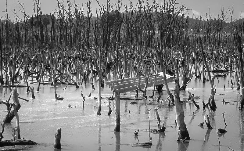 Destroyed mangrove forest scenery, destroyed mangrove forest is an ecosystem that has been severely degraded or eliminated such to urbanization, and pollution. Help take care of the mangrove forest. Destroyed mangrove forest scenery, destroyed mangrove forest is an ecosystem that has been severely degraded or eliminated such to urbanization, and pollution. Help take care of the mangrove forest.