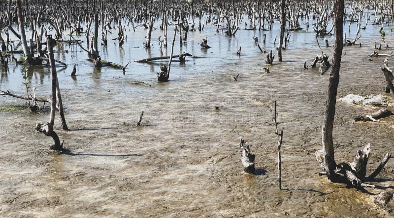 Destroyed mangrove forest scenery, destroyed mangrove forest is an ecosystem that has been severely degraded or eliminated such to urbanization, and pollution. Help take care of the mangrove forest. Destroyed mangrove forest scenery, destroyed mangrove forest is an ecosystem that has been severely degraded or eliminated such to urbanization, and pollution. Help take care of the mangrove forest.