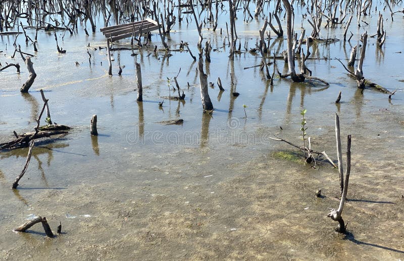 Destroyed mangrove forest scenery, destroyed mangrove forest is an ecosystem that has been severely degraded or eliminated such to urbanization, and pollution. Help take care of the mangrove forest. Destroyed mangrove forest scenery, destroyed mangrove forest is an ecosystem that has been severely degraded or eliminated such to urbanization, and pollution. Help take care of the mangrove forest.