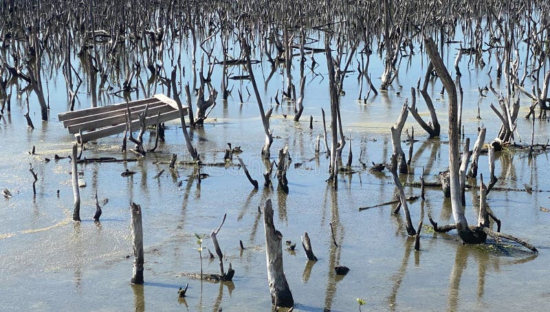 Destroyed mangrove forest scenery, destroyed mangrove forest is an ecosystem that has been severely degraded or eliminated such to urbanization, and pollution. Help take care of the mangrove forest. Destroyed mangrove forest scenery, destroyed mangrove forest is an ecosystem that has been severely degraded or eliminated such to urbanization, and pollution. Help take care of the mangrove forest.