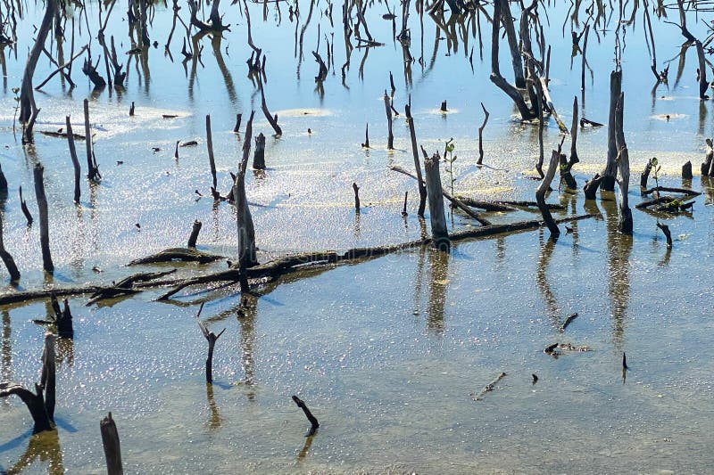 Destroyed mangrove forest scenery, destroyed mangrove forest is an ecosystem that has been severely degraded or eliminated such to urbanization, and pollution. Help take care of the mangrove forest. Destroyed mangrove forest scenery, destroyed mangrove forest is an ecosystem that has been severely degraded or eliminated such to urbanization, and pollution. Help take care of the mangrove forest.