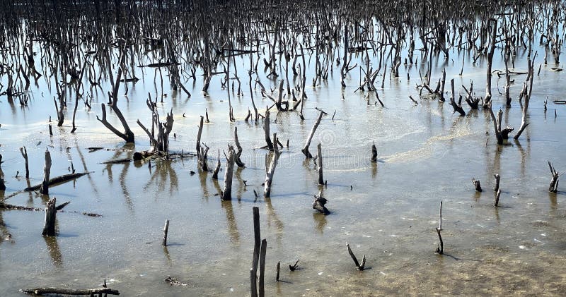 Destroyed mangrove forest scenery, destroyed mangrove forest is an ecosystem that has been severely degraded or eliminated such to urbanization, and pollution. Help take care of the mangrove forest. Destroyed mangrove forest scenery, destroyed mangrove forest is an ecosystem that has been severely degraded or eliminated such to urbanization, and pollution. Help take care of the mangrove forest.