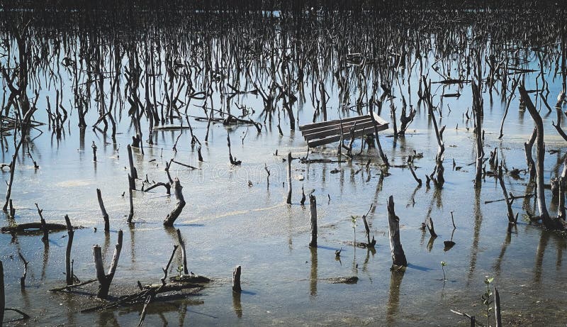 Destroyed mangrove forest scenery, destroyed mangrove forest is an ecosystem that has been severely degraded or eliminated such to urbanization, and pollution. Help take care of the mangrove forest. Destroyed mangrove forest scenery, destroyed mangrove forest is an ecosystem that has been severely degraded or eliminated such to urbanization, and pollution. Help take care of the mangrove forest.