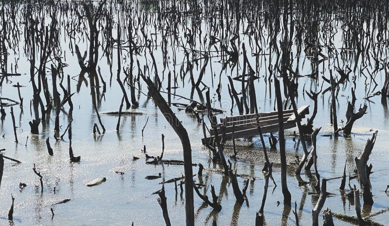 Destroyed mangrove forest scenery, destroyed mangrove forest is an ecosystem that has been severely degraded or eliminated such to urbanization, and pollution. Help take care of the mangrove forest. Destroyed mangrove forest scenery, destroyed mangrove forest is an ecosystem that has been severely degraded or eliminated such to urbanization, and pollution. Help take care of the mangrove forest.