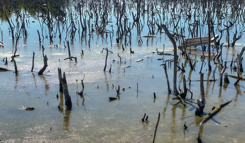 Destroyed mangrove forest scenery, destroyed mangrove forest is an ecosystem that has been severely degraded or eliminated such to urbanization, and pollution. Help take care of the mangrove forest. Destroyed mangrove forest scenery, destroyed mangrove forest is an ecosystem that has been severely degraded or eliminated such to urbanization, and pollution. Help take care of the mangrove forest.