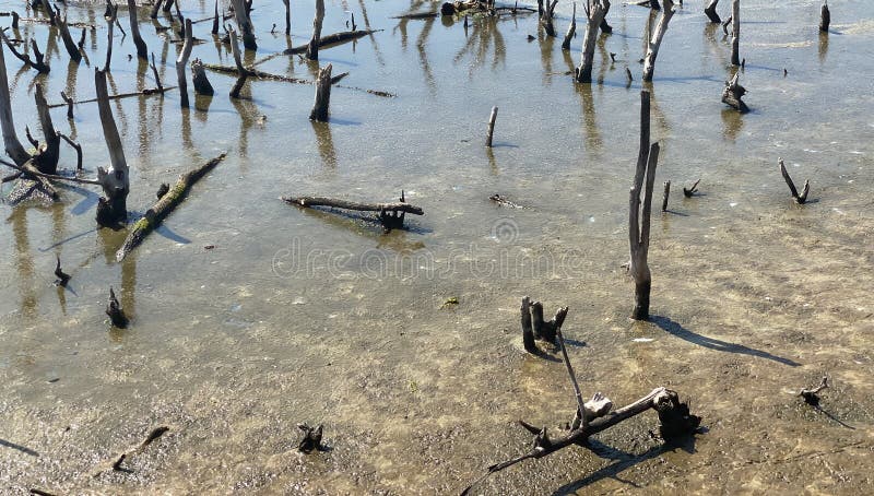 Destroyed mangrove forest scenery, destroyed mangrove forest is an ecosystem that has been severely degraded or eliminated such to urbanization, and pollution. Help take care of the mangrove forest. Destroyed mangrove forest scenery, destroyed mangrove forest is an ecosystem that has been severely degraded or eliminated such to urbanization, and pollution. Help take care of the mangrove forest.