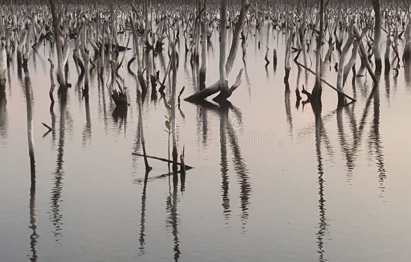 destroyed mangrove forest scenery, destroyed mangrove forest is an ecosystem that has been severely degraded or eliminated such to urbanization, and pollution. Help take care of the mangrove forest. destroyed mangrove forest scenery, destroyed mangrove forest is an ecosystem that has been severely degraded or eliminated such to urbanization, and pollution. Help take care of the mangrove forest