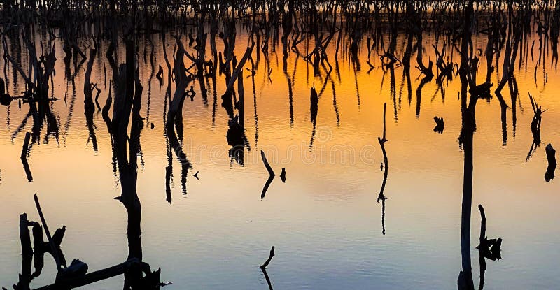 destroyed mangrove forest scenery, destroyed mangrove forest is an ecosystem that has been severely degraded or eliminated such to urbanization, and pollution. Help take care of the mangrove forest. destroyed mangrove forest scenery, destroyed mangrove forest is an ecosystem that has been severely degraded or eliminated such to urbanization, and pollution. Help take care of the mangrove forest