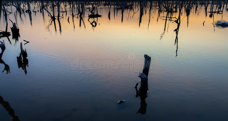 destroyed mangrove forest scenery, destroyed mangrove forest is an ecosystem that has been severely degraded or eliminated such to urbanization, and pollution. Help take care of the mangrove forest. destroyed mangrove forest scenery, destroyed mangrove forest is an ecosystem that has been severely degraded or eliminated such to urbanization, and pollution. Help take care of the mangrove forest