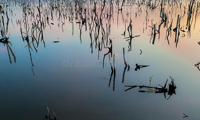 destroyed mangrove forest scenery, destroyed mangrove forest is an ecosystem that has been severely degraded or eliminated such to urbanization, and pollution. Help take care of the mangrove forest. destroyed mangrove forest scenery, destroyed mangrove forest is an ecosystem that has been severely degraded or eliminated such to urbanization, and pollution. Help take care of the mangrove forest