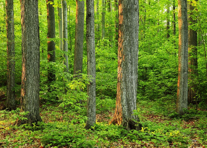 Floresta do crescimento velho ?no bosque sagrado? foto de stock Floresta do crescimento velho ?no bosque sagrado? foto de stock