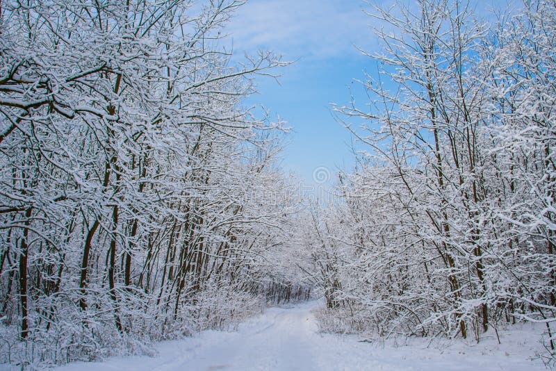 Floresta do inverno foto de stock royalty free Floresta do inverno foto de stock royalty free