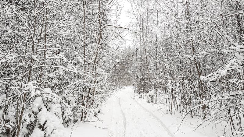 Floresta do inverno com neve foto de stock royalty free Floresta do inverno com neve foto de stock royalty free