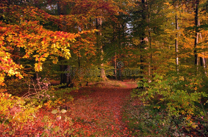 Pathway through the autumn forest. Pathway through the autumn forest