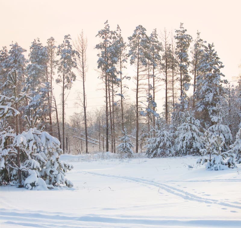 Floresta de pinheiros ao pôr do sol foto de stock royalty free