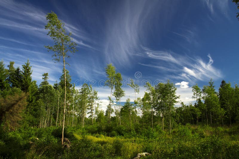 Floresta do verão e pântano Europa imagem de stock royalty free Floresta do verão e pântano Europa imagem de stock royalty free