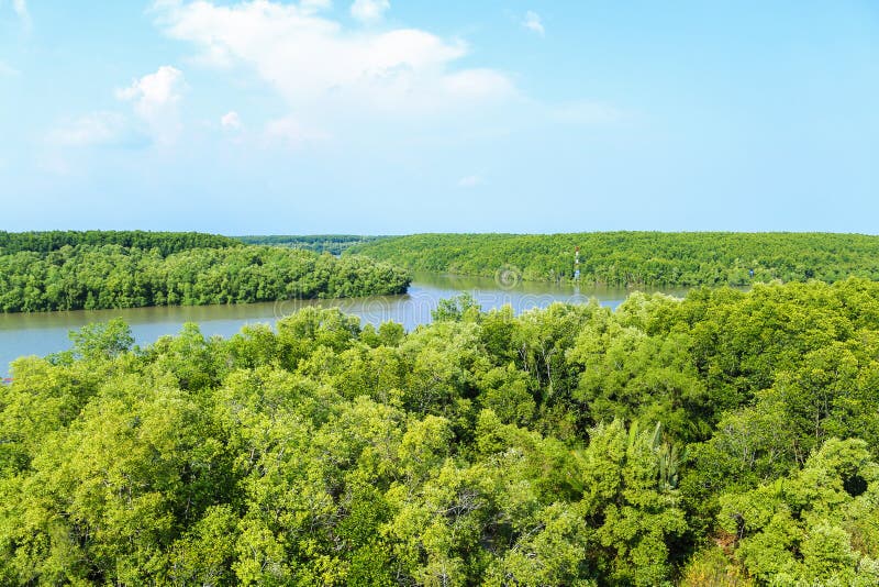 A floresta dos manguezais no distrito pode Gio - Vietname
