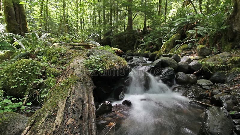 Floresta e região selvagem da angra das quedas em Gifford Pinchot National Forest com som audio de fluxo da água em Washington St