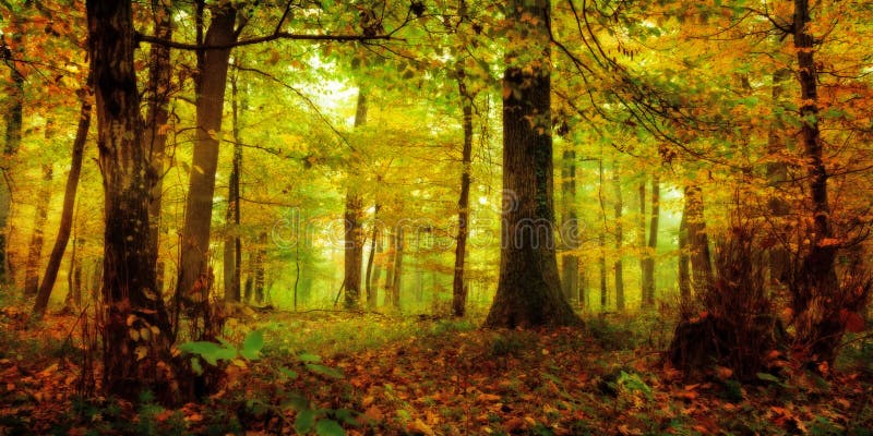 Floresta encantado imagem de stock royalty free Floresta encantado imagem de stock royalty free