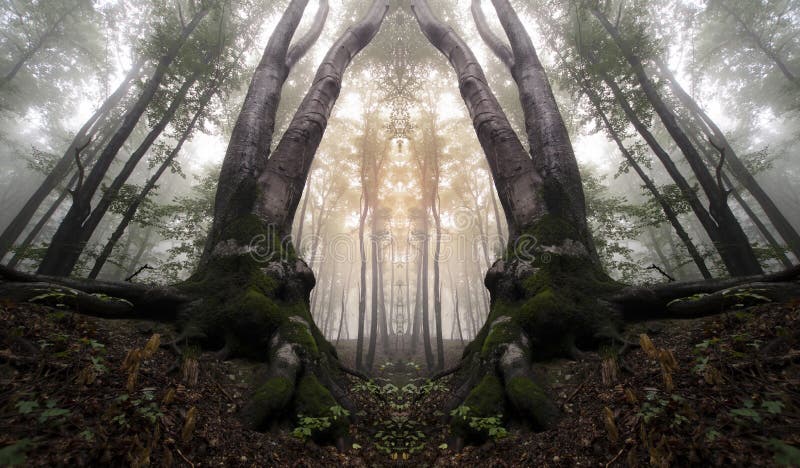 Abstract haunted mirrored forest with fog. Abstract haunted mirrored forest with fog