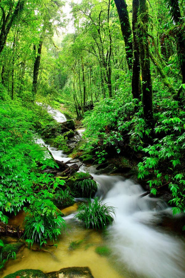 Floresta húmida imagens de stock royalty free Floresta húmida imagens de stock royalty free