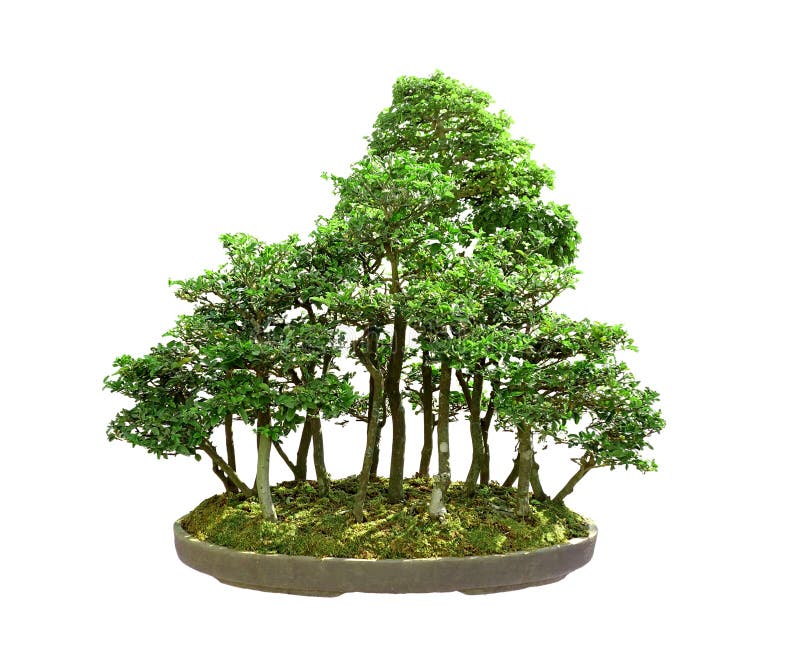 Floresta isolada dos bonsais no potenciômetro